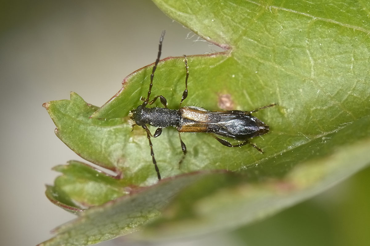 Molorchus sp.? Brachypteroma ottomanum, Cerambycidae